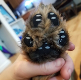 My Pet Buddy 4 X Anti-Slip Paw Pad